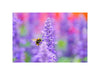 Sigma Festbrennweite 105mm F/2.8 DG DN Macro Art – Sony E-Mount