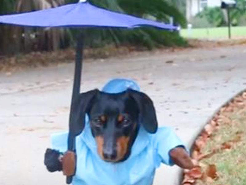 Sony TV KD-32W800 PAEP 32